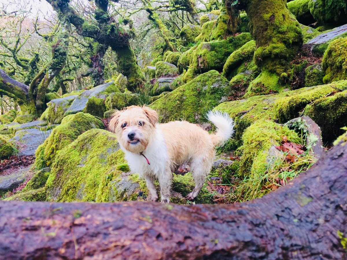 Pokehampton (@pokehampton_) on Twitter photo New Year’s yomp on <a href="/dartmoornpa/">Dartmoor National Park</a> at Whistman’s Wood. Worth the rain and wind esp. restorative refreshments <a href="/Two_Bridges/">𝐓𝐖𝐎 𝐁𝐑𝐈𝐃𝐆𝐄𝐒 𝐇𝐎𝐓𝐄𝐋</a> #NewYearsDay #okehampton #princetown New Year’s yomp on <a href="/dartmoornpa/">Dartmoor National Park</a> at Whistman’s Wood. Worth the rain and wind esp. restorative refreshments <a href="/Two_Bridges/">𝐓𝐖𝐎 𝐁𝐑𝐈𝐃𝐆𝐄𝐒 𝐇𝐎𝐓𝐄𝐋</a> #NewYearsDay #okehampton #princetown
