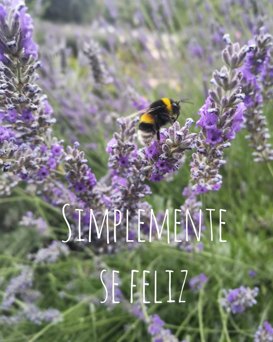 OpenCiencia's tweet photo. Simplemente se feliz https://t.co/2kSm8eDUWT