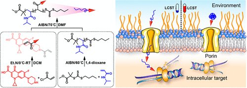 BioconjChem's tweet photo. Play with #polymer properties #LCST to solve #bacterial #resistance. Coil-to-globule transition of #PNIPAM and size #selectivity of porin #channels in #Gram-negative pathogen, combination to success! https://t.co/m6OGkbwNNc https://t.co/2WccUHZpLt