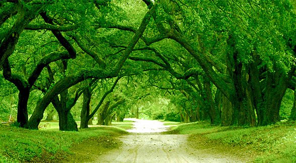 8greens's tweet photo. The road to a greener 2018. I and the whole 8 Greens team wish you a green and healthy 2018. #eatyourgreens #drinkyourgreens #healthygoals #tastygreens #healthyresolution https://t.co/3F9SG4IweX