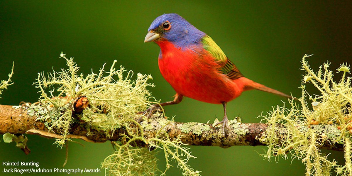 audubonsociety's tweet photo. If you could see any bird in 2018, what would it be? https://t.co/UTj3fZmZoP