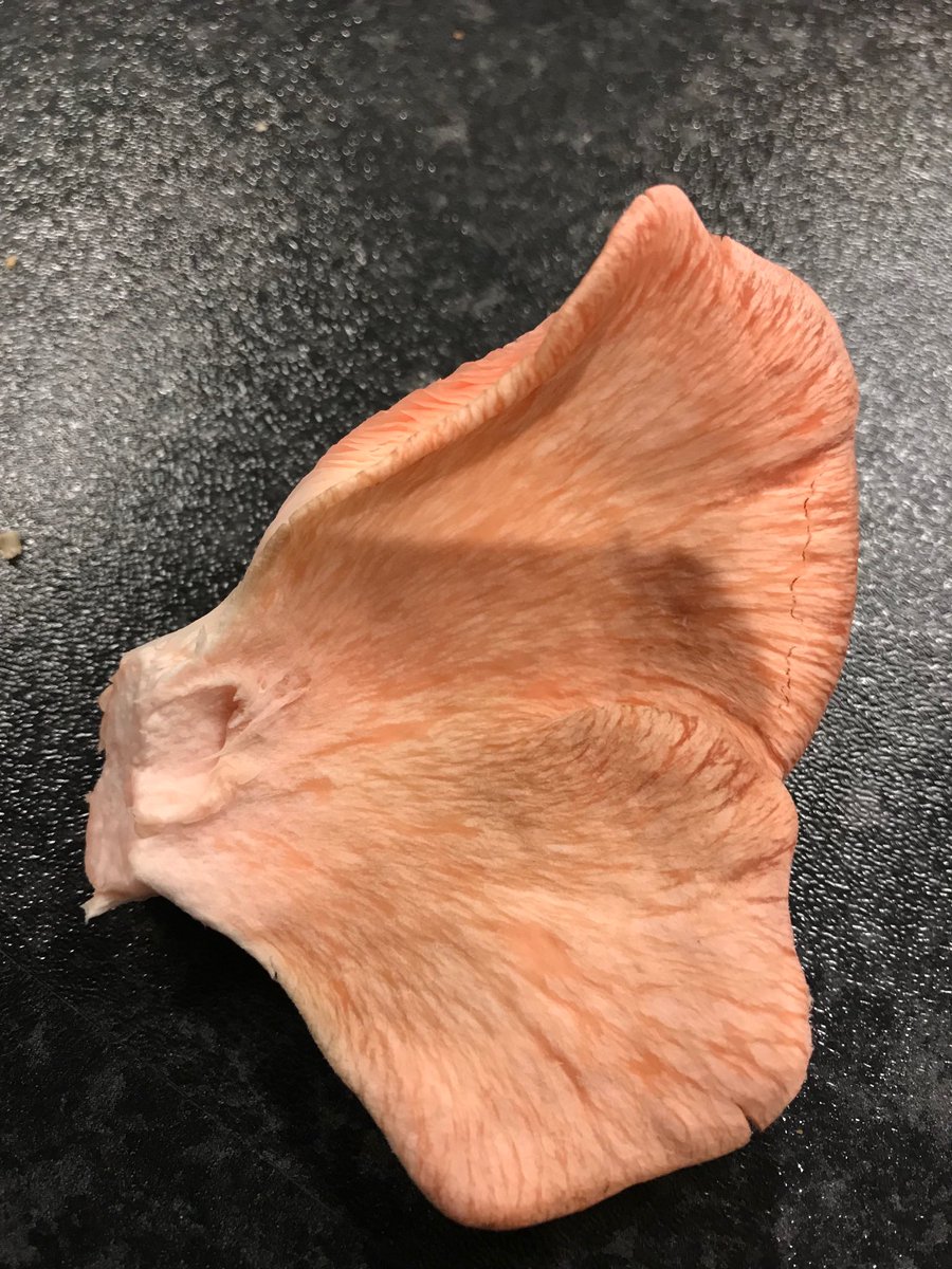 Pughy10's tweet photo. Pigs ears for dinner https://t.co/VDFoNmck1Q