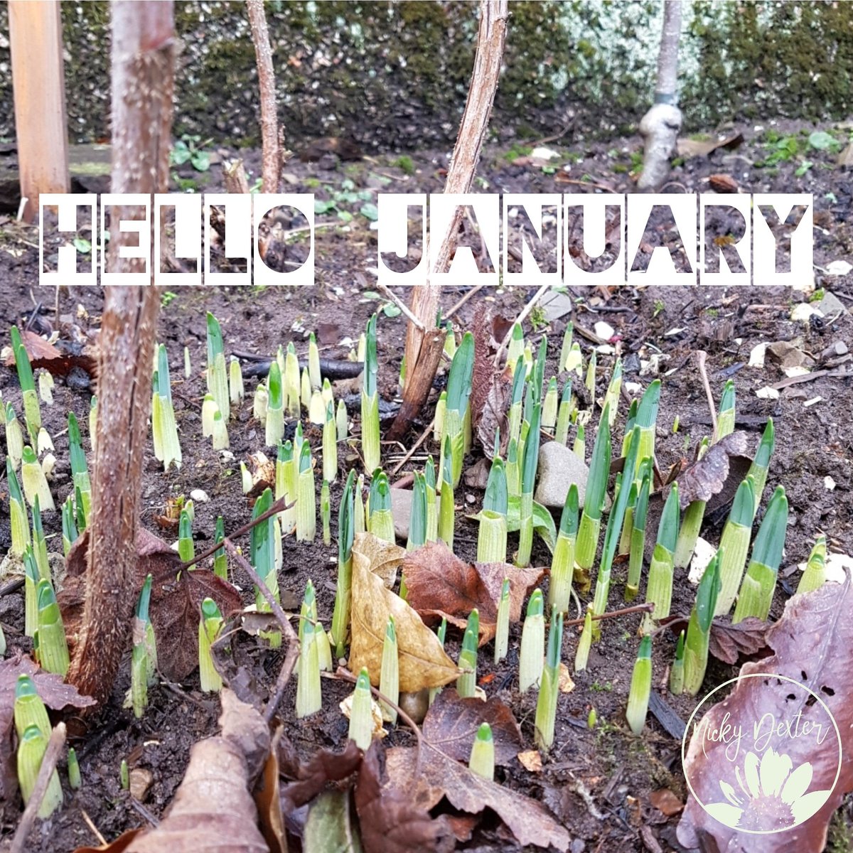 Nicky_Dexter's tweet photo. New year - new goals - new shoots - new beginnings! #Hello2018 #DreamBig #beautyboss https://t.co/JEOyrHAbgA
