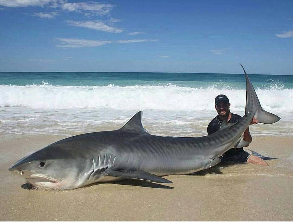 getwyldr's tweet photo. Now that is a big one....... who can name it!? #itsashark #beach #bigboy https://t.co/wORNrYqmRx https://t.co/iieyilN2qr