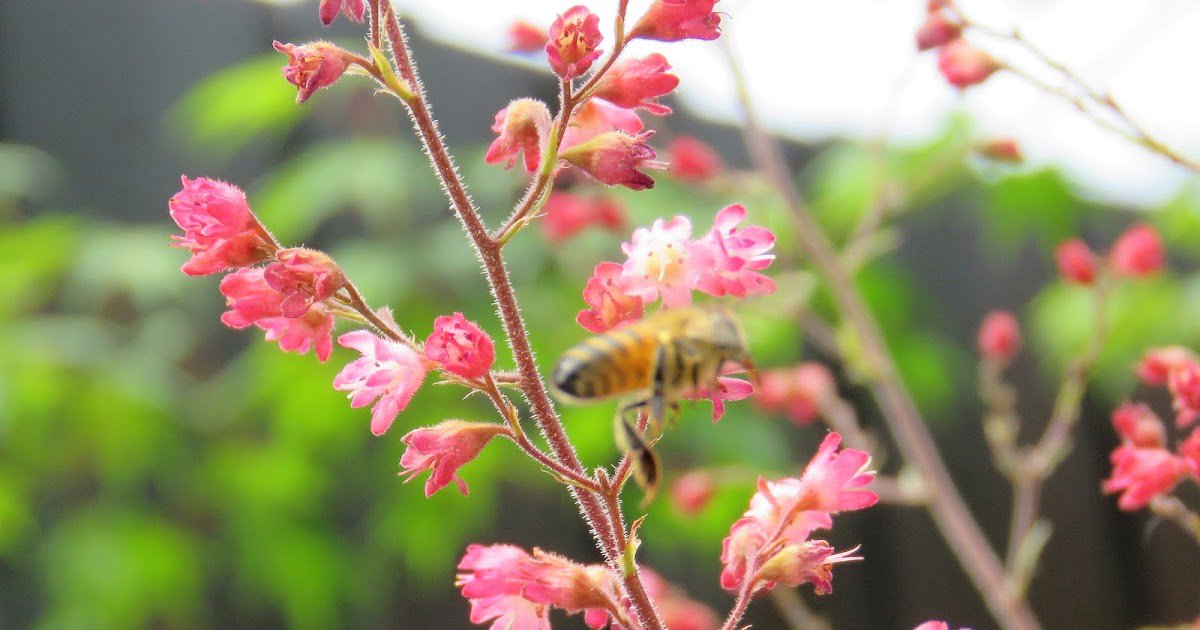 TimEntwisle's tweet photo. #TalkingPlants >>> Stealing the soul of the coral flower: We've acquired a rather planned and, so far, very neat back garden. This is somewhat of a novelty for us but an enjoyable one. Part of that orderliness are strategically placed… https://t.co/EZ0DfS7F13 @RBG_Victoria https://t.co/42NgXXzodu