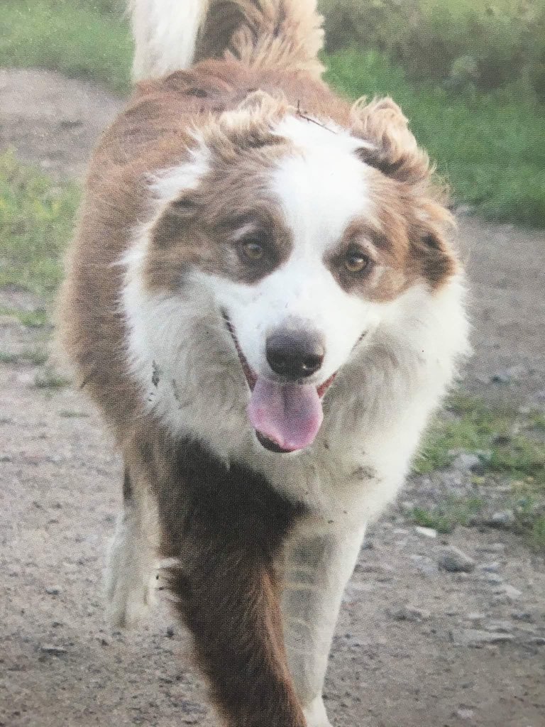 DogsShare's tweet photo. #Vermist, #Hond, Border Collie, #Reu, Kars, 6 jr, #Meuzegem, #Belgie, https://t.co/kRpkLItbH6… https://t.co/FkdANq7md4