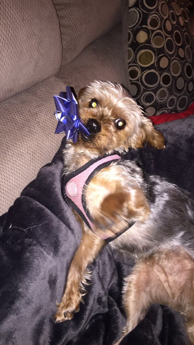yorkiestterrior's tweet photo. Happy New Yearss🎉     #imalmost5 https://t.co/TCBnccVHbM