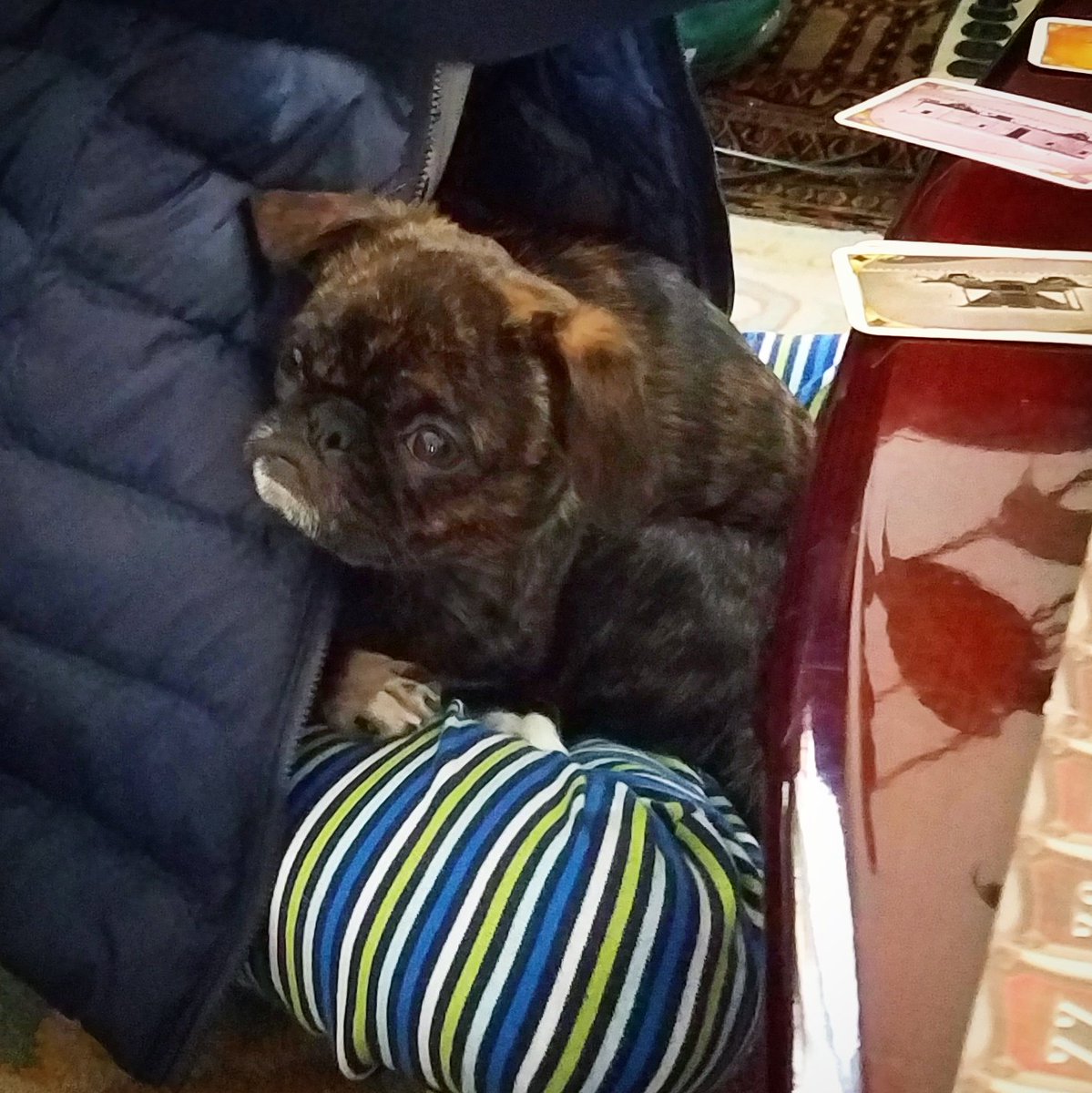 funaek's tweet photo. Monkey is taking advantage of my nephew's warm lap while we play a game. #cuddlepug https://t.co/m47kSUOYVP