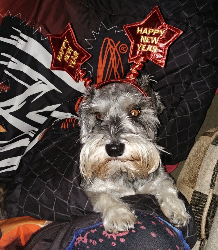 colangelo_lisa's tweet photo. @CarlaBWilson @HeatherWagnerTD @mollyyeg @mollyyeg was not impressed with the New Year celebrations @CarlaBWilson https://t.co/d09wBUOoCI