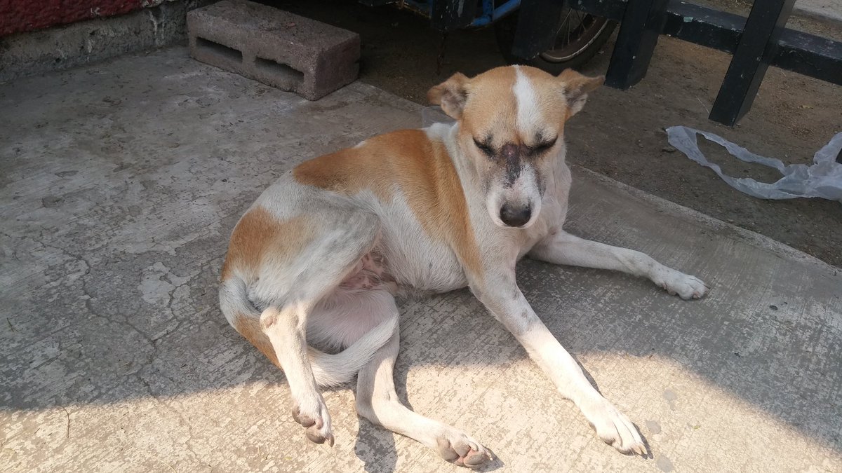 fridamosha's tweet photo. @MascotasSismo alguie que pueda ayudar a esta pequeña esta en la calle al parecer sufrio maltrato https://t.co/9WF1zlVpla