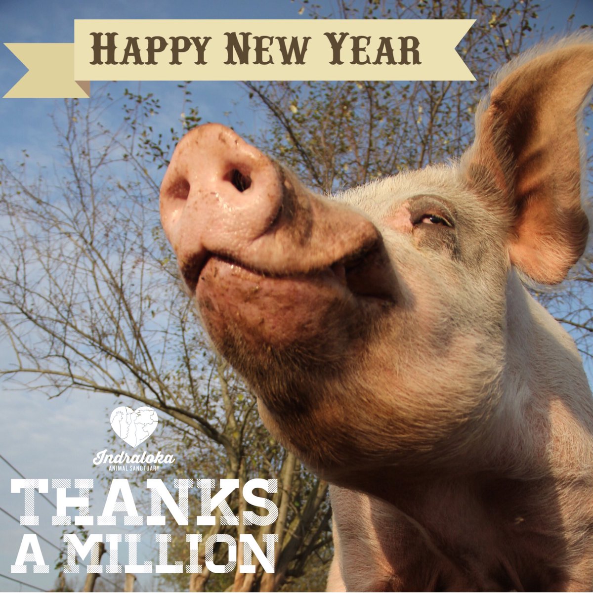 IndralokaAS's tweet photo. YOU DID IT!! Duncan is smiling becz we reached our "Match Campaign" goal! Thanks to our wonderful supporters we reached our $50,000 goal! 

Duncan &amp; all the beings at @IndralokaAS thank u &amp; wish you a new year filled with light,hope,joy,&amp;compassion for all! https://t.co/lQYLL1mhxR