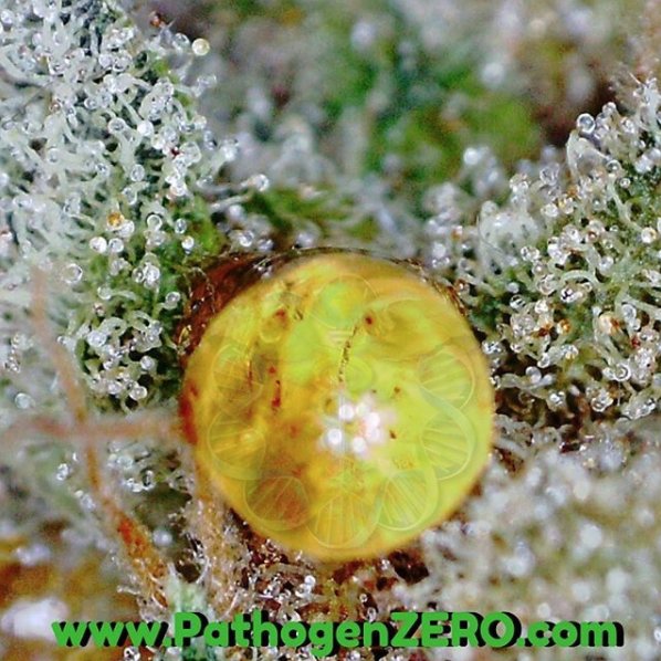 PathogenZero's tweet image. It's da goooooo! For general prevention before, Pathogen control during, and emergency control after make sure your garden is fully protected with PathogenZERO!