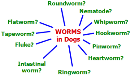 Dog Wiki tweet media