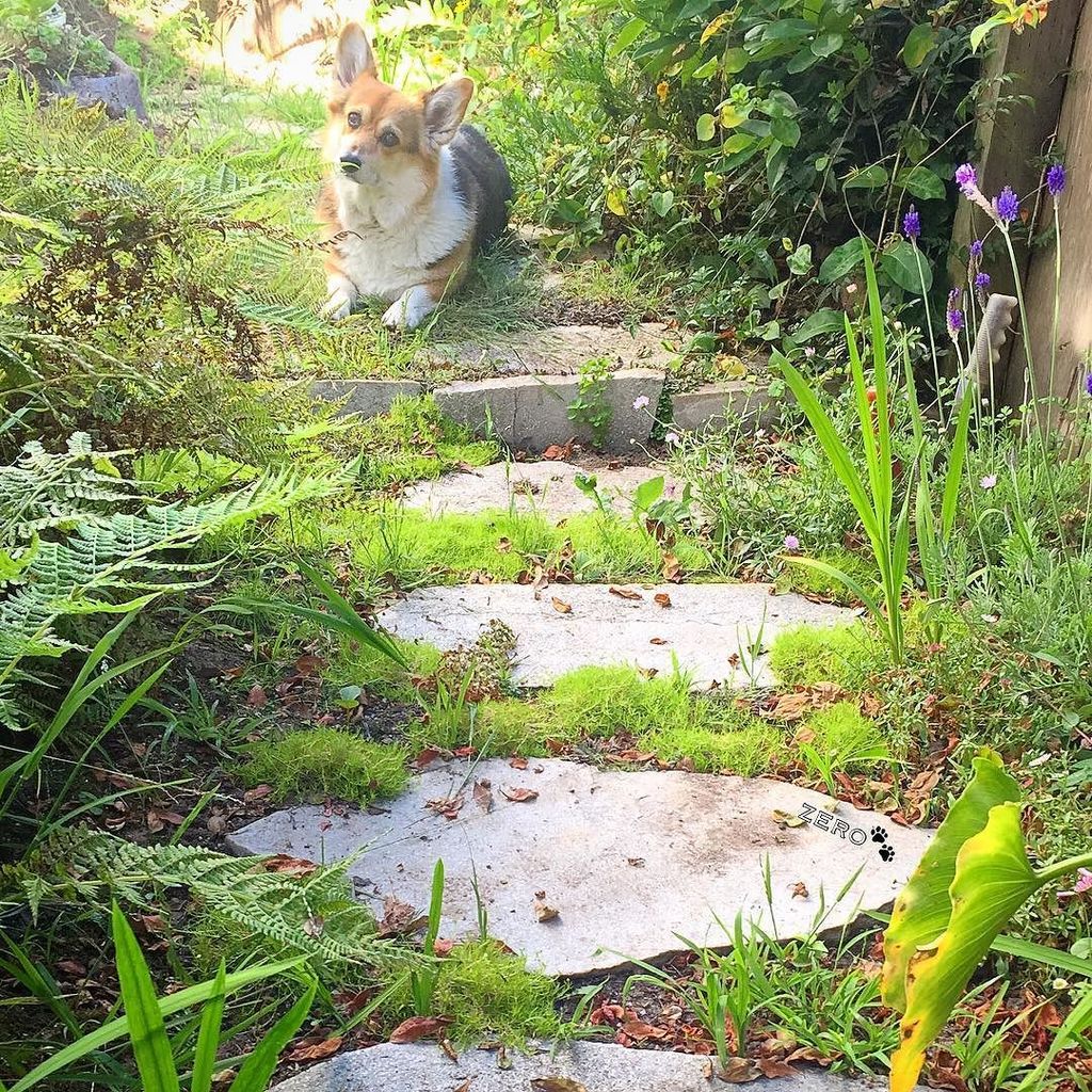 corgi_zero's tweet photo. Lead with love, and your path will be lined with flowers...
#MoreLove #MoreKindness #MoreThankfulness #MoreEmpathy #MoreUnderstanding #MoreGiving #MoreHappiness #MoreSelfCare #MoreCorgi #Breathe https://t.co/uJbWP4dsOj https://t.co/VMMCLodw1y
