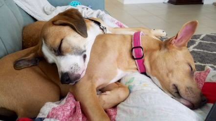 Thank you to all of our adopters for giving almost 700 PPR dogs a forever home in 2017!! pprfl.org #AdoptDontShop