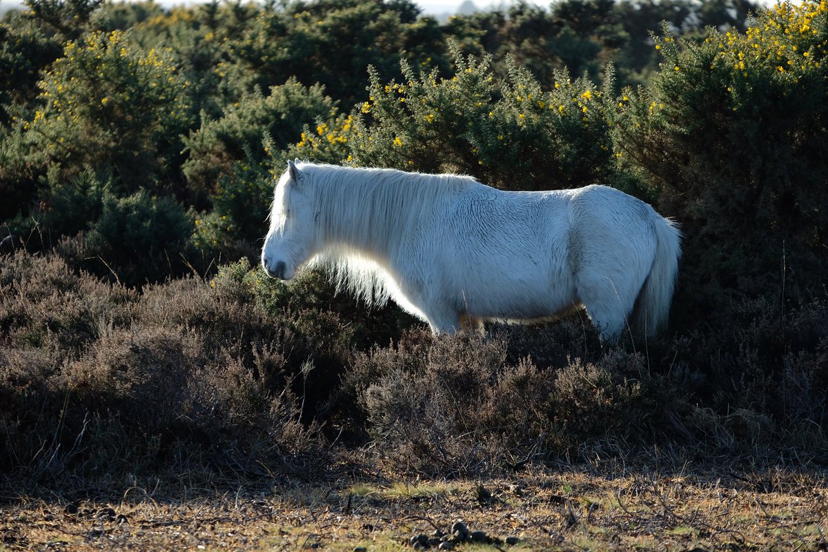 pasimages's tweet photo. Nice walk in the #NewForest today #fujifilm_xseries #fujifilm #fujixe3 #walking @NewForestPonies @NewForestNPA https://t.co/dBK864a897