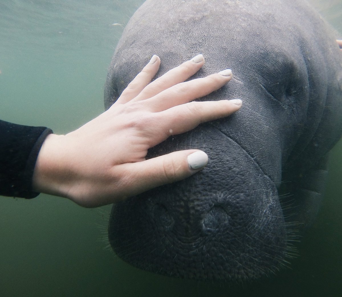 edwolfe0500's tweet photo. The first time I told my parents I wanted to swim with manatees, they laughed. 2 years later...😍🙌🏼 https://t.co/tmhCkS2aoK