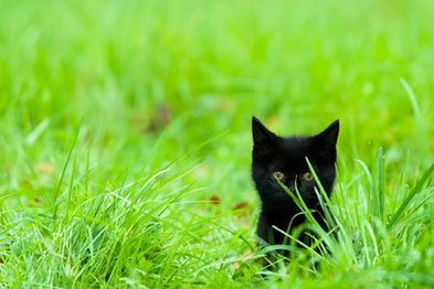 FNES's tweet photo. Chilly cats and lucky black kitties. Read Eight Cat Curiosities at Feline Nutrition. https://t.co/FjksV6CmXU #cat #cats #feline https://t.co/7JoNP79pZO