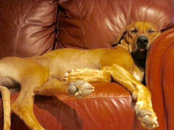 CoolXDogs's tweet image. We were wolves once. Wild &amp;amp; wary, stealth &amp;amp; cunning. Then we noticed you had sofas. 

#Dogs #NewYear #2018goals #2018IsHere #dogsarefamily