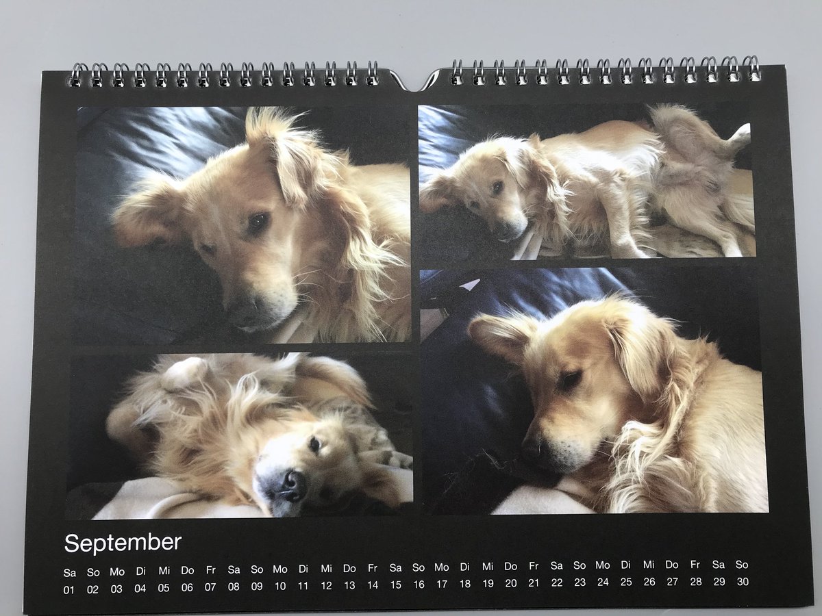 KarinsTestwelt's tweet photo. Ich hab mal einen (Goldi)Fotokalender gestalten.
https://t.co/x1MupzLKiZ
#kartenmacherei https://t.co/xdMsvuyc7H