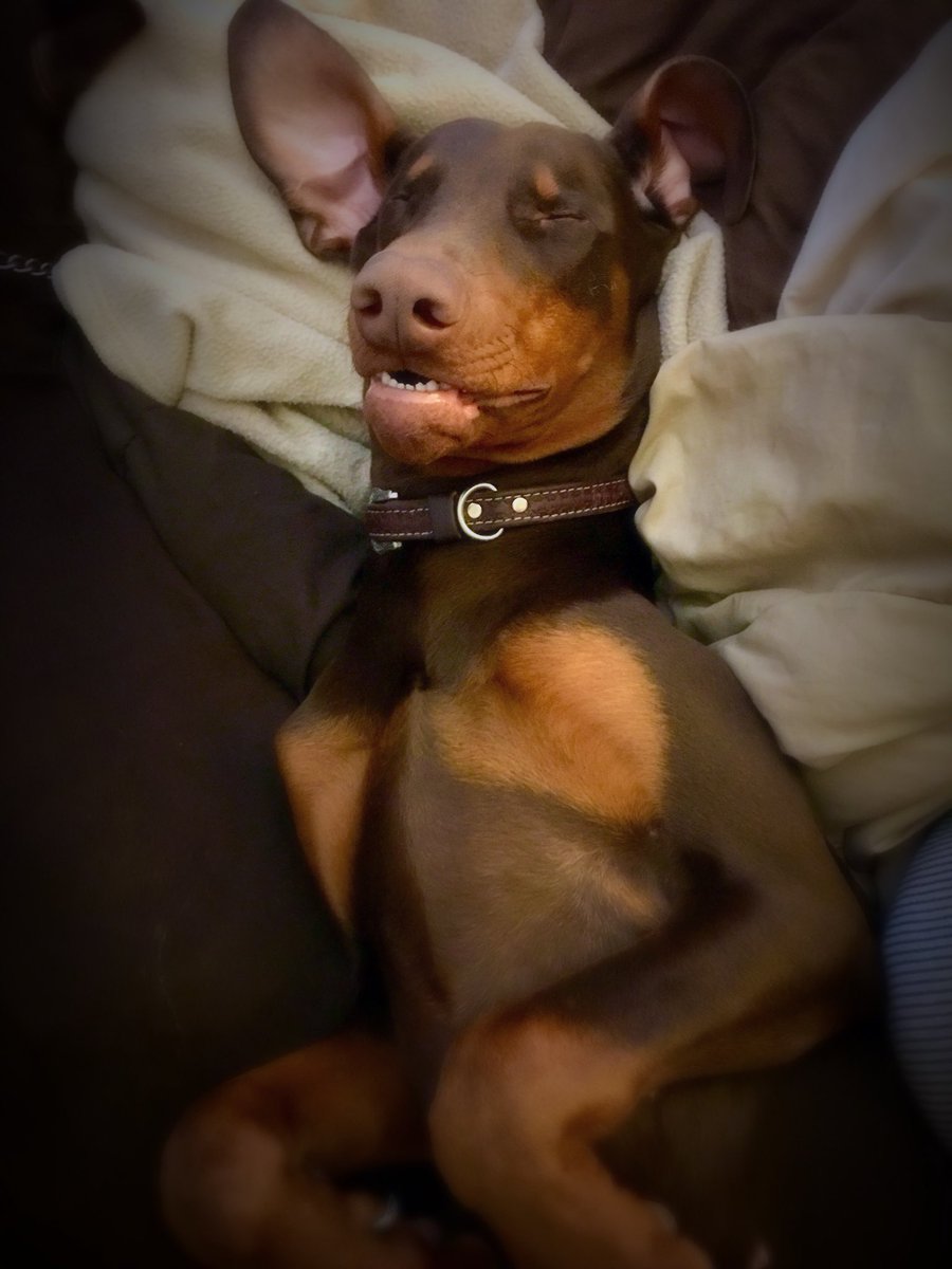 1111everywhere's tweet photo. Is it just me or is he not adorable when he sleeps! #mybabyboy💙 #puppylove #olliepaulie #contentedlife #safewithmymama https://t.co/nF04EDktxQ