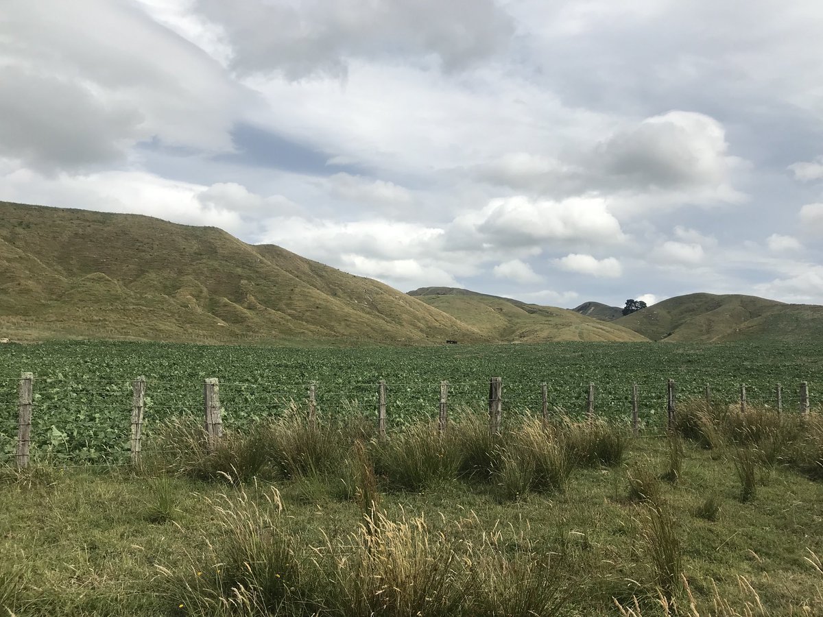 GracePettit's tweet photo. Loving our @PGGWrightsonNZ #raphno! Put our first crop of lambs on, on New Year’s Eve, can’t wait to see the growth rates https://t.co/m2tqLuND6H