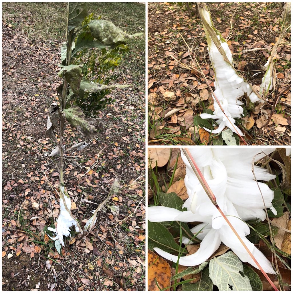 rrleon1's tweet photo. @r25david @TxStormChasers @KXAN_Weather Nice photos.  Frost flowers (?). Photo of similar ice formation in my NW of Austin yard this AM. @TxStormChasers @KXAN_Weather https://t.co/nChfLGrITC