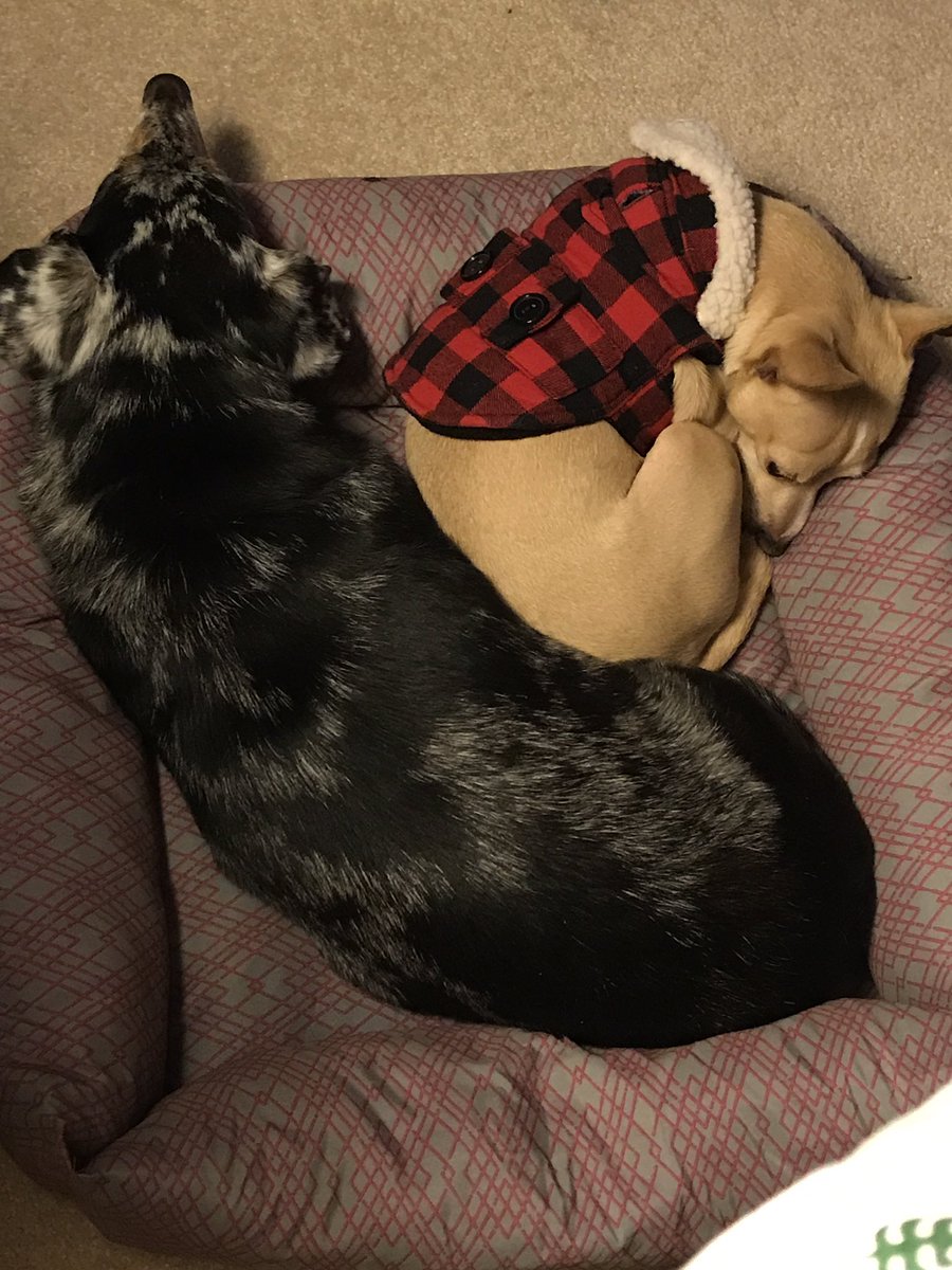 marcie_lilly's tweet photo. We stayed up too late last night. #HappyNewYear #HappyNewYear2018 #Happy2018 #sleep #snuggles #bondedpair #fosterdogs #adoptable #Adopt #adoptdontshop #Chihuahua #dachshund #dogsoftwitter @dogcelebration @dogandpuplovers https://t.co/QQ4zV79n5n
