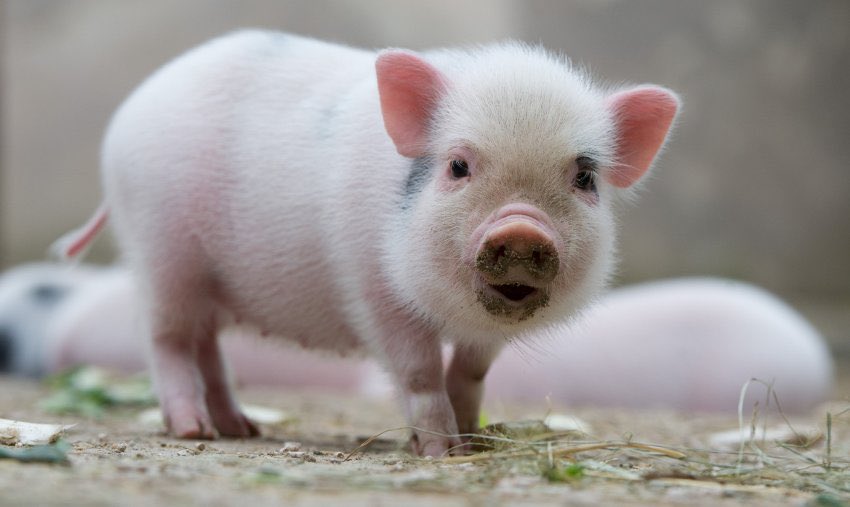 Daily_Pigs tweet picture