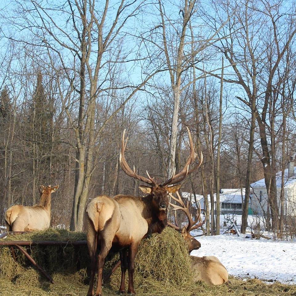 Deborahjoan56's tweet photo. The "guys" just hanging around the feed wagon @elkranchburger on this sunny but cold January 1st #myottawa @BlacksWeather #ottawa #elkranch #NewYears2018 https://t.co/6Jz9Srd4Dt