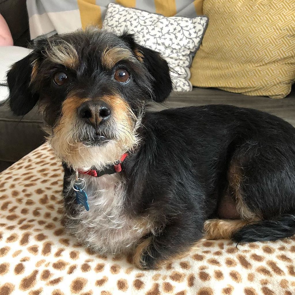 terrierbimby's tweet photo. NYD at Aunt Mariel’s! 🎊 #bimby #pets #pet #dogs #dog #dogstagram #petsofinstagram #dogsofinstagram #petstagram #losangeles #newyears #newyearsday https://t.co/0uRrfLvnzb https://t.co/wbecPJDOPy