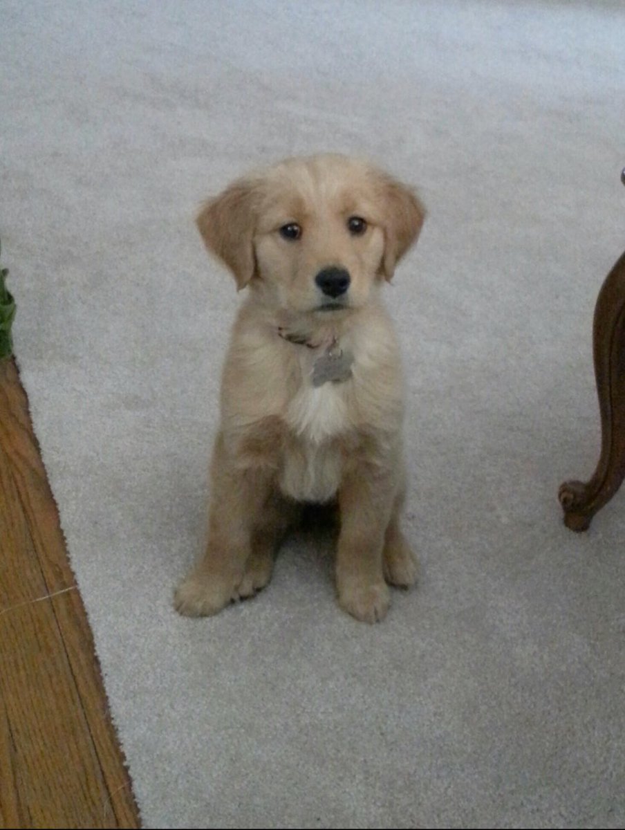 Happy 5th Birthday to Mama Henley! We’ve been through a lot in 5 years. Best dog and hunting buddy I could ask for!