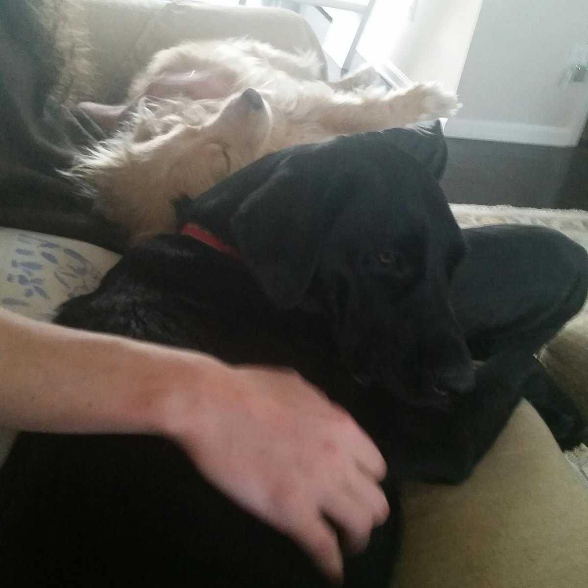 emergencygrace's tweet photo. Grace and cousin Stella (or I guess younger aunt?) having the *best* cuddle https://t.co/U6EfLNsPsY