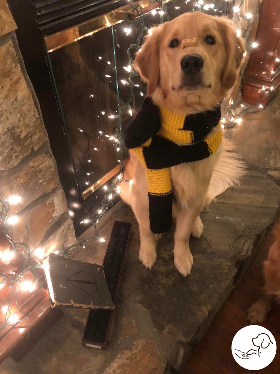 paws4vets nonprofit tweet media