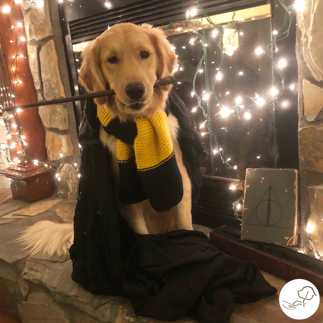 paws4vets nonprofit tweet media