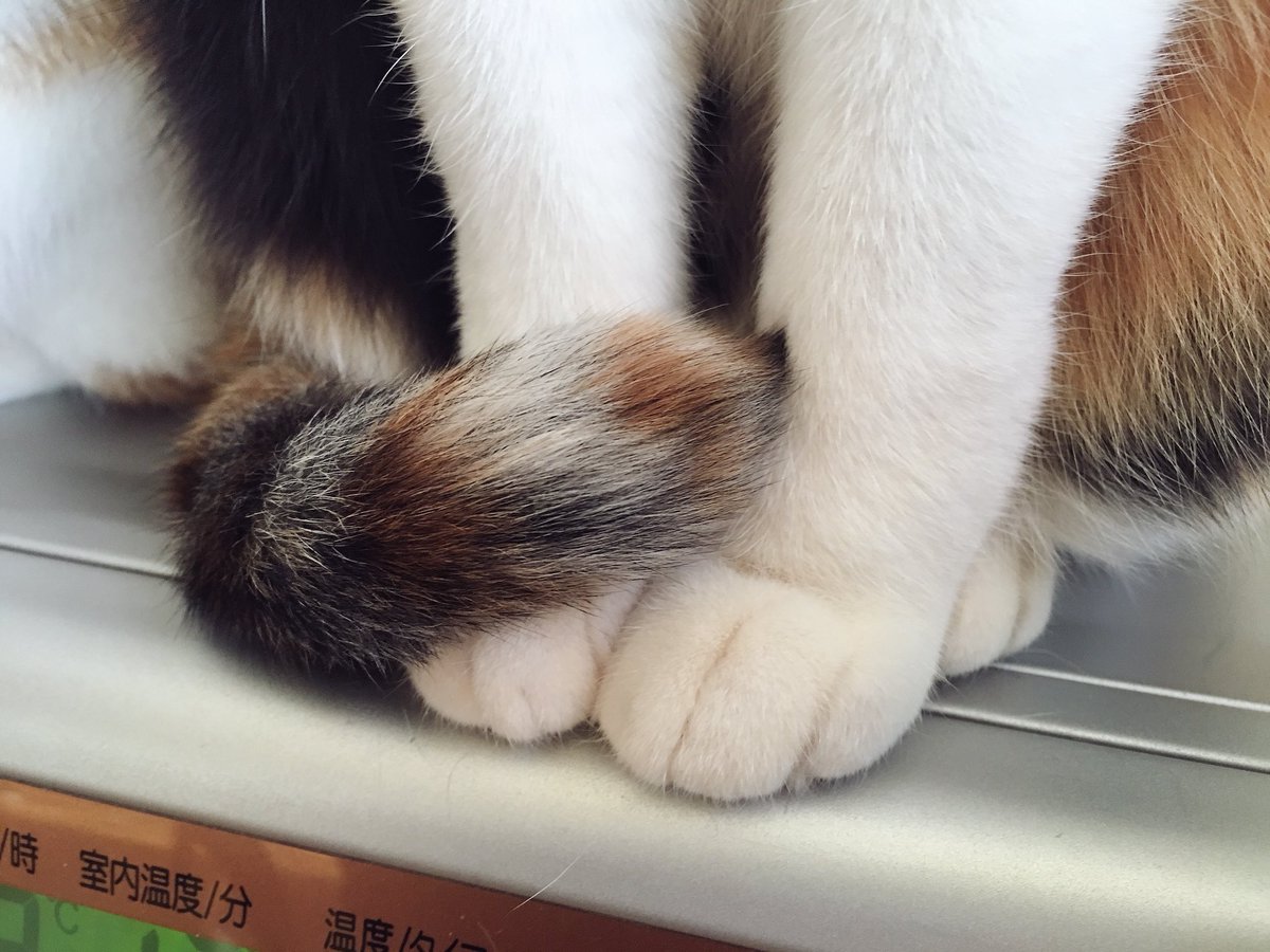 ミケ猫ฅ^•ω•^ฅ★ oka@ネコトシアワセ on X