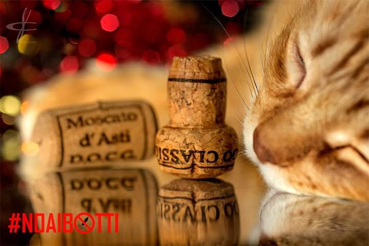 Kry_ph's tweet photo. the only bang we love makes only bubbles.. #noaibotti #happy2018 #buon2018 #buonanno #nofireworks #HappyNewYear #cats #pets #winelovers #animalslovers #catlovers #sparklingwine https://t.co/DdZhHcmVEX
