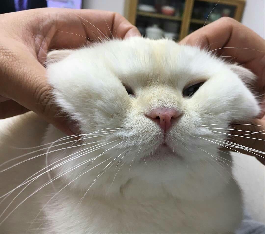 JAOKON__'s tweet photo. +💛🐈มีคนฝากเจ้าก้อนมาบอก @wolfrllyxxz ; มอนิ่งนะครับ https://t.co/Q5XKfsU7Os