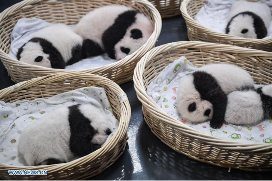 Cute alert: panda cubs sleep together🐼🐼🐼