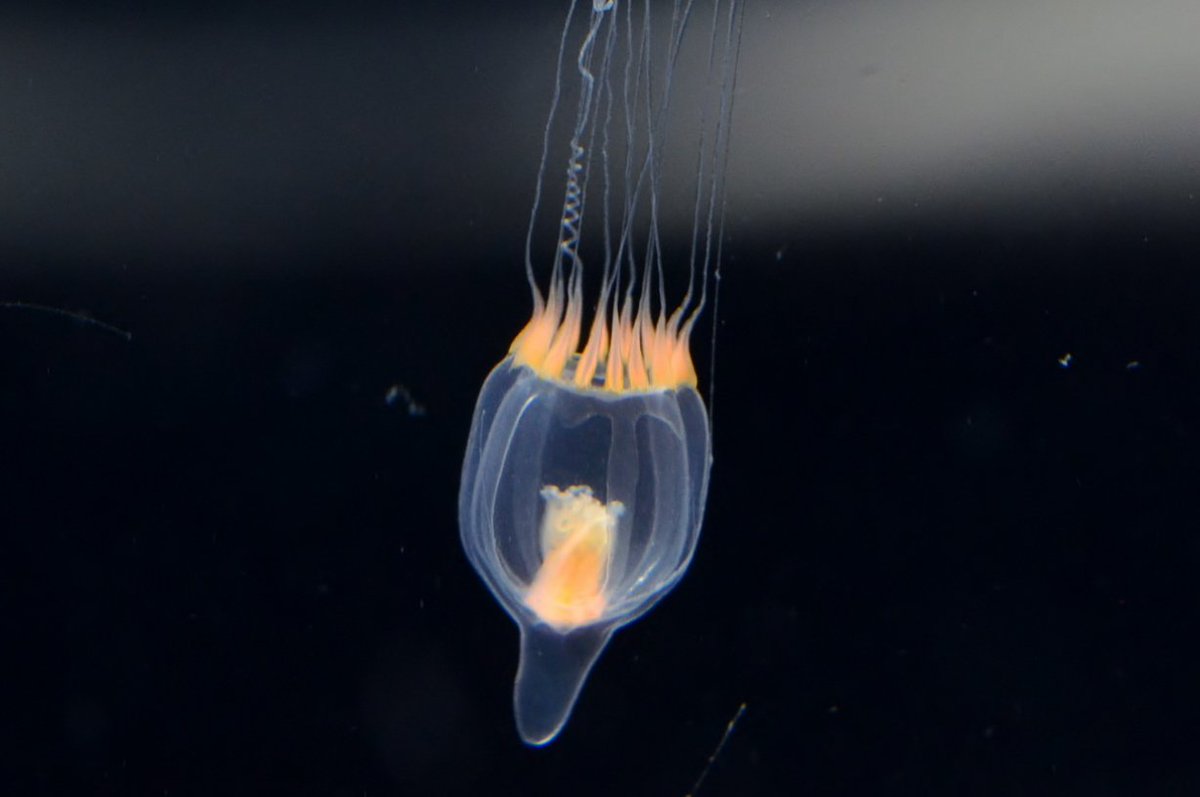 新潟市水族館マリンピア日本海 No Twitter エボシクラゲ 育成室 刺胞動物門 ヒドロ虫綱 花クラゲ目 エボシクラゲ科 エボシクラゲ属 傘径 本州中部以北 烏帽子状の傘頂突起がある 放射管4 触手は通常16 最大32 本で基部に触手瘤がある マリンピア日本海