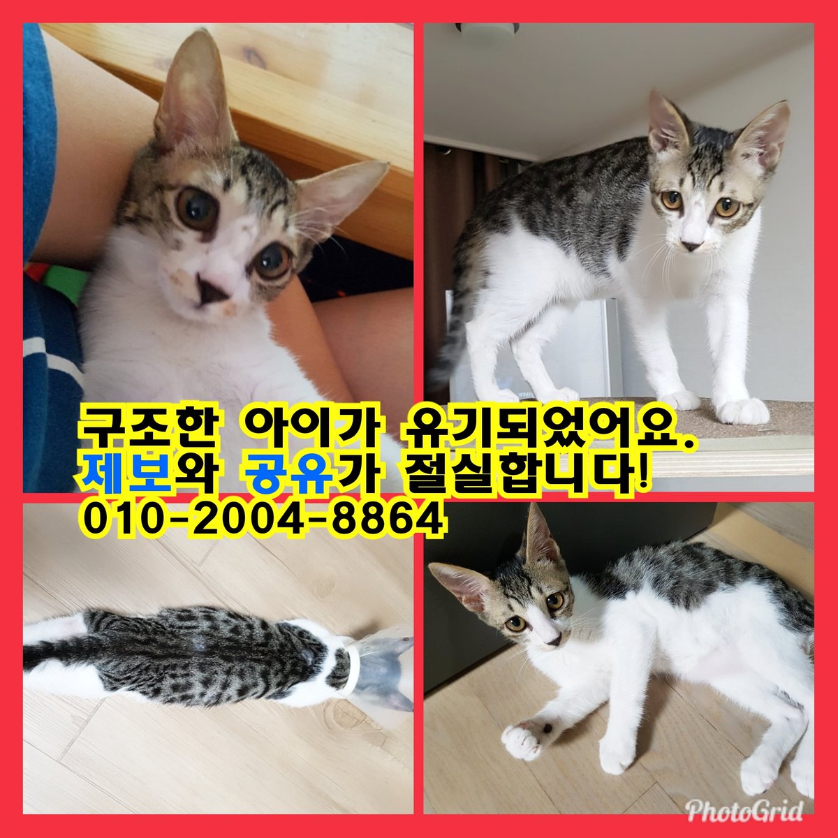 godi3149's tweet photo. #구조 하여 #입양 보낸 아이가 #유기 되었습니다. 
서울 #도봉구 #창동 19단지 월천근린공원에 버렸대요. 
혹시 좀 떨어진곳이라도 닮은 아이 보시면 #제보 부탁드려요.
.
#무한공유 #유기묘 #캣맘 #길냥이 #노원구 #유기동물 #고양이유기 #찾아요 #공유 #찾아요 #고양이 #집사 #고양이입양 #냥스타 https://t.co/0WlAziRPQA