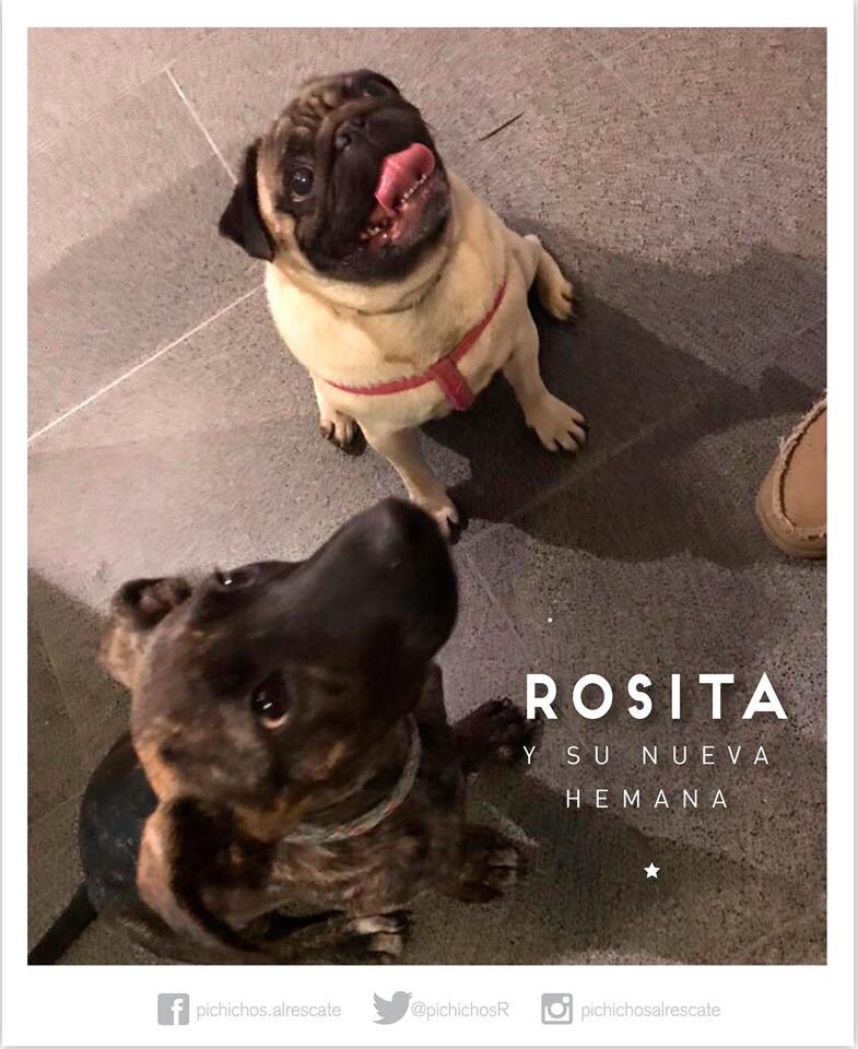 PichichosR's tweet photo. Así terminamos el año y esperamos que el 2018 traiga más adopciones, más rescate y mucho amor para toda esta comunidad. #FelizAñoNuevo  🐶🐱✨💕 #AdoptarEsLaQueVa https://t.co/cwsYyczTv0
