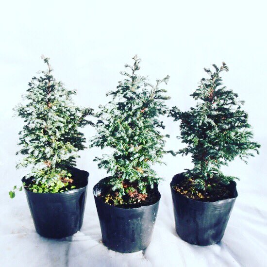 ライフ エコ 観葉植物 庭木 数量限定 コニファー ボールバード ブルーバード 3株セット 5寸 約h40cm T Co Slhh6sbqhm 観葉植物 庭木 コニファーブルーバード コニファー ボールバード ブルーバード コニファー ボールバード