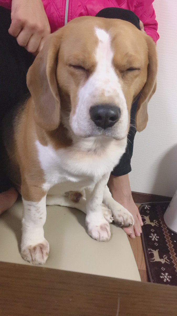 mugikun3's tweet photo. むぎちゃんはお正月ゆるゆると過ごしてます🎍🎌またお太りになった気が、、🐕（笑） https://t.co/Mf3D75cJ5k