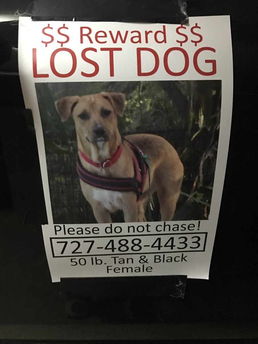 New Horizon Dog Rescue is missing a dog. She is missing in the St. Pete &amp; Pinellas county area. Her name is Aurora. There is a reward if she is found. If you have any information as to her whereabouts, please let us know immediately. Thank you! 

#LostDog