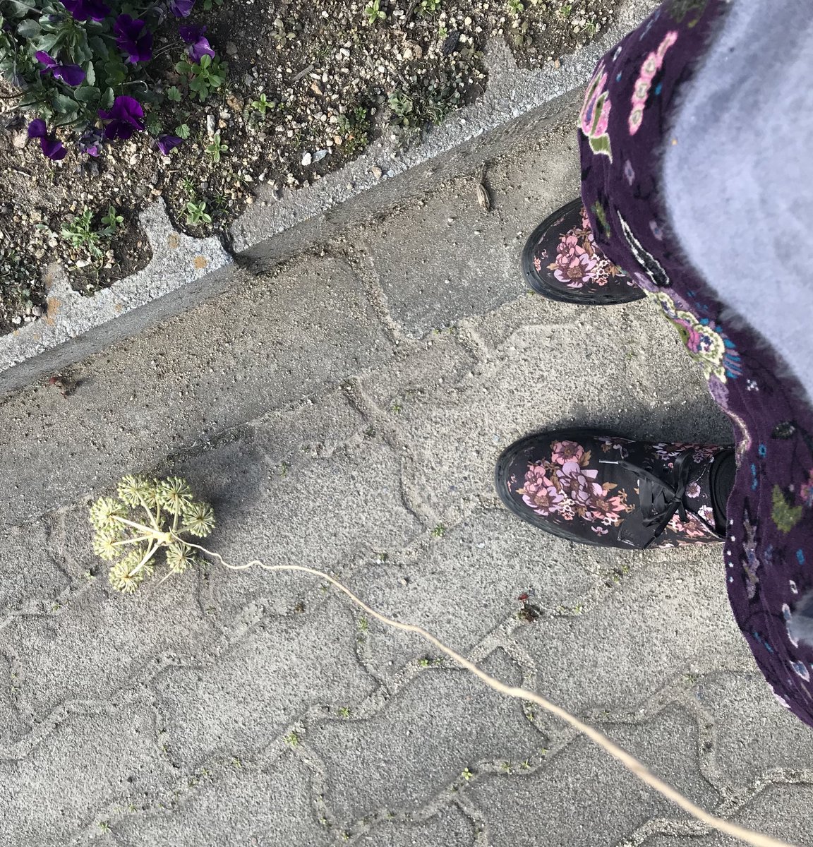 渋谷区ふれあい植物センター 軟式 スタッフ宮 戌年なので犬 との散歩気分を味わおうと 拾った紐にヤツデの実をくくりつけて歩いたら 何となくテンション上がる スーパー の店先でちゃんと紐を歩道の柵に結わえて買い物を終えて出てきたら 私の犬 もうい