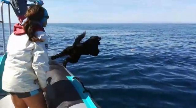AIMM Vlog, new project for 2018.

Subscribe the channel, enjoy and leave a comment!

youtube.com/watch?v=HLX__n…

<a href="/WorldCetacean/">World Cetacean Alliance</a>  <a href="/EquinacOrg/">Equinac</a> <a href="/IBaleiaJubarte/">Baleia Jubarte</a> <a href="/FondCetacea/">Fondazione Cetacea</a> <a href="/cetaceanlaw/">Cetacean Law</a>  <a href="/IUCN/">IUCN</a>  <a href="/World_Wildlife/">World Wildlife Fund</a>  <a href="/WiseOceans/">WiseOceans</a>  <a href="/MrBossFTW/">MrBossFTW</a>
