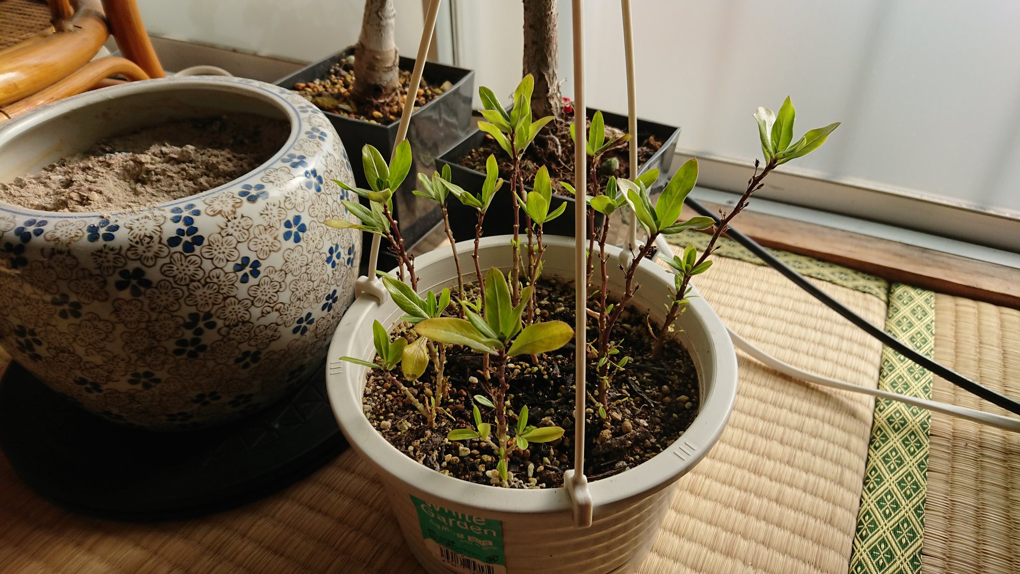 8時分のボタニカルらいふ 冬越し中のニチニチソウの枯れ葉を取り除きました 寂しくなりましたが 新しい芽が下から出てきていますね 様子を見つつ剪定をして 今シーズンはボリュームのある鉢を目指すのです 植物 園芸 ニチニチソウ T Co