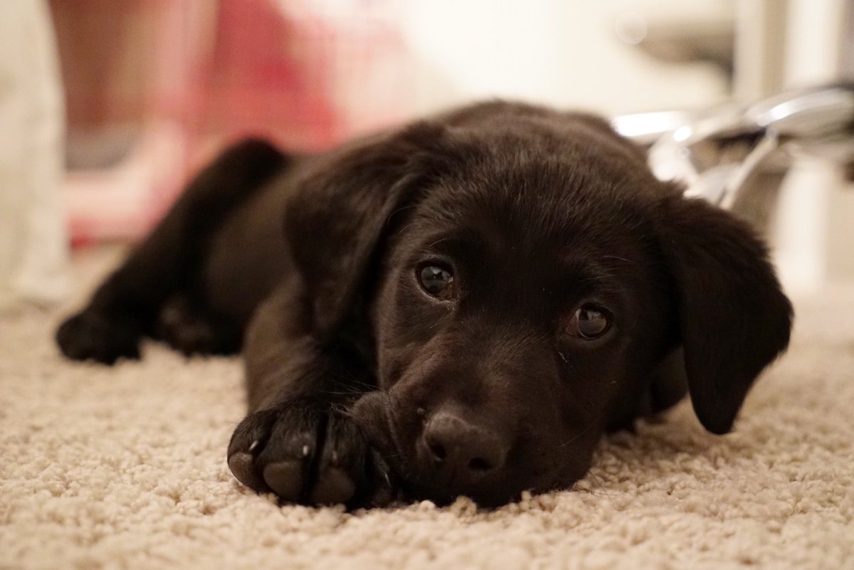 ieuanthomas_'s tweet photo. meet reign. https://t.co/SG6oYh6SGx