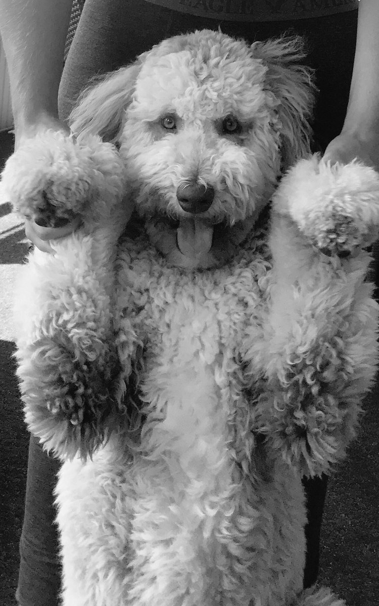 DelpLuke's tweet photo. RT if my dog is cuter than you https://t.co/fecp53j1gj